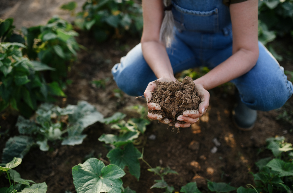 Leia mais sobre o artigo CAIXA lança edital que destina R$ 50 milhões para recuperar áreas degradadas e apoiar a agricultura regenerativa